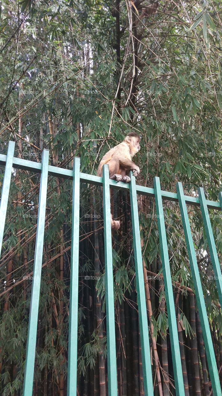 macaco