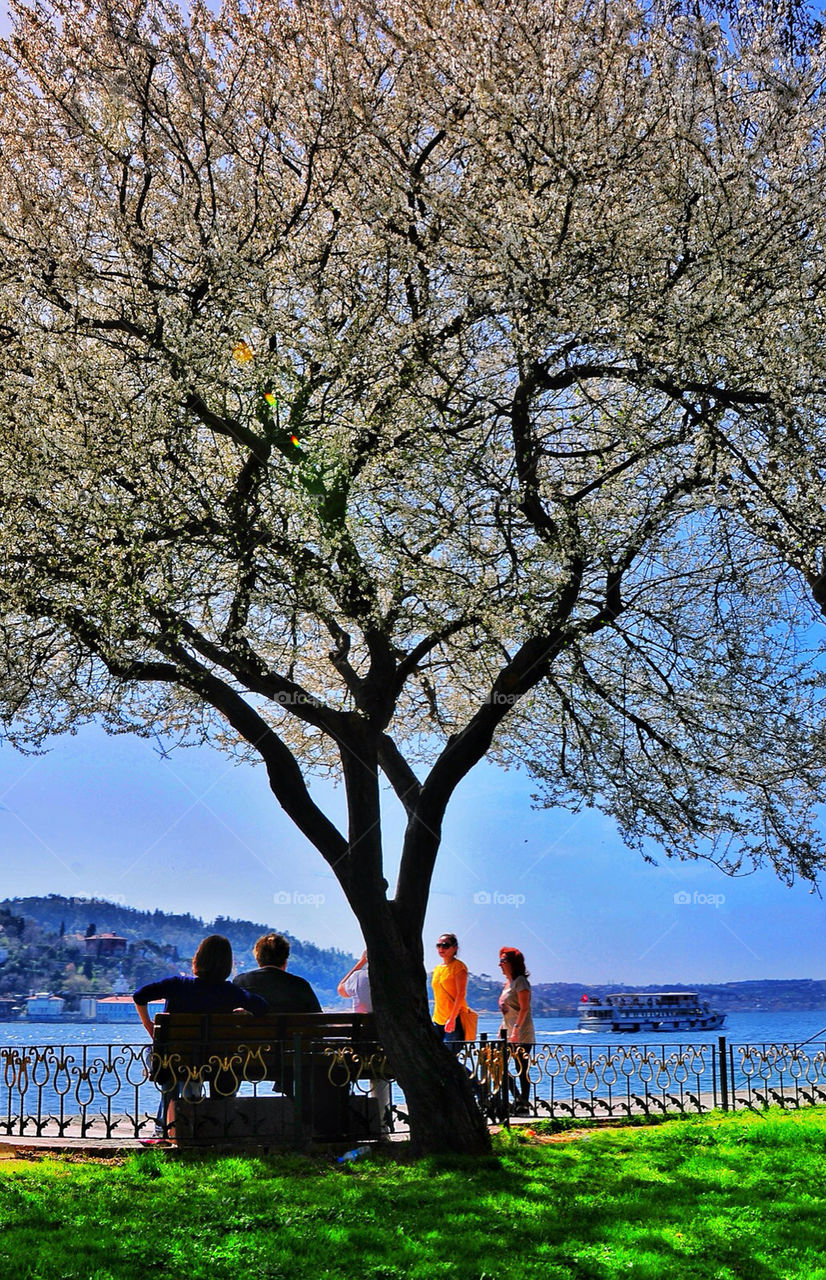 city street people tree by pitikelebek