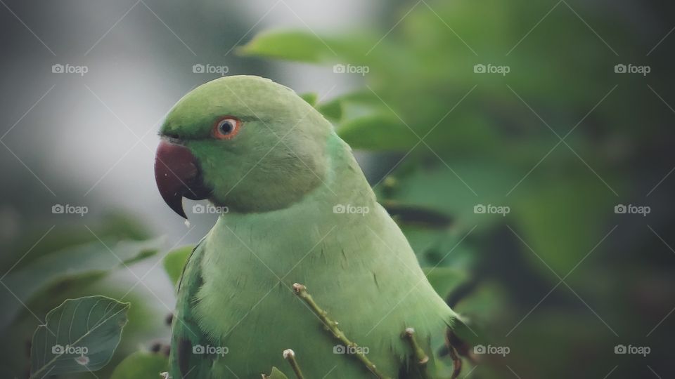 Close-up of a parrot