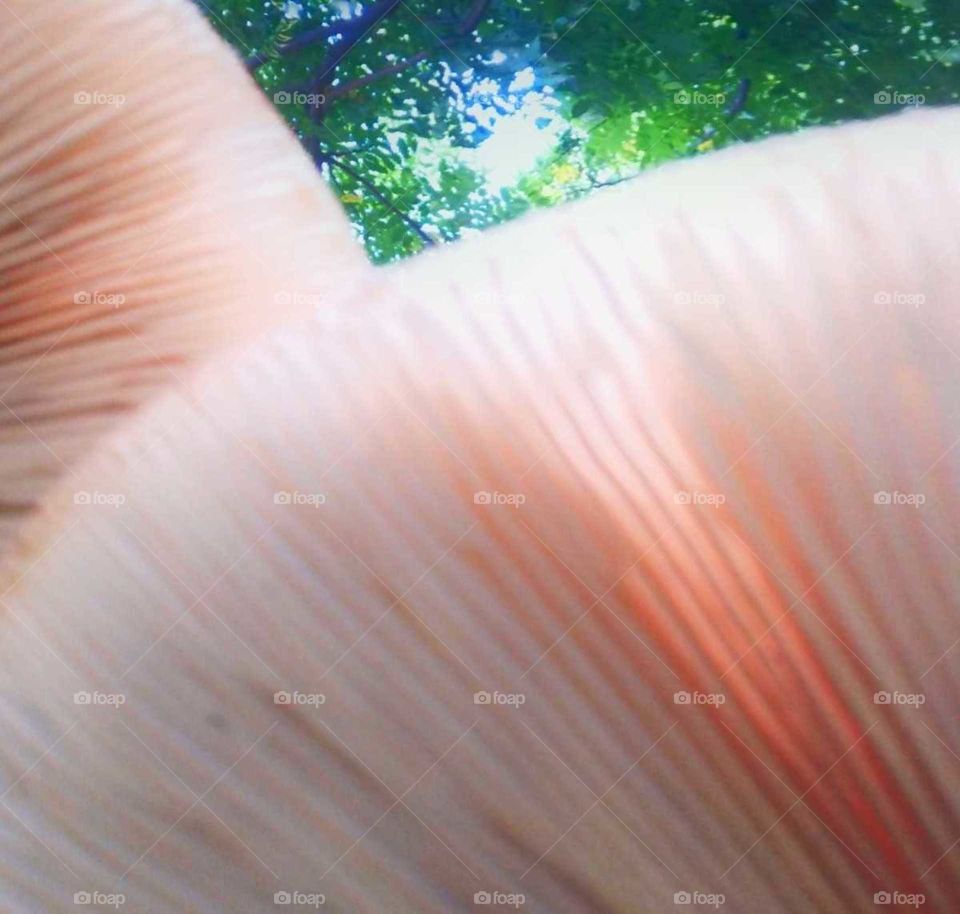 First signs of autumn: wild mushrooms under the trees in autumn, sunshine on the mushrooms, and their rinklings were seen clearly.