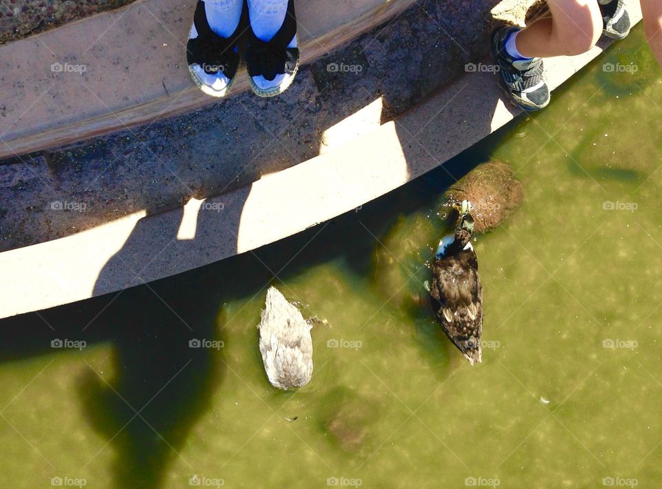 Pair of cute ducks begging for food