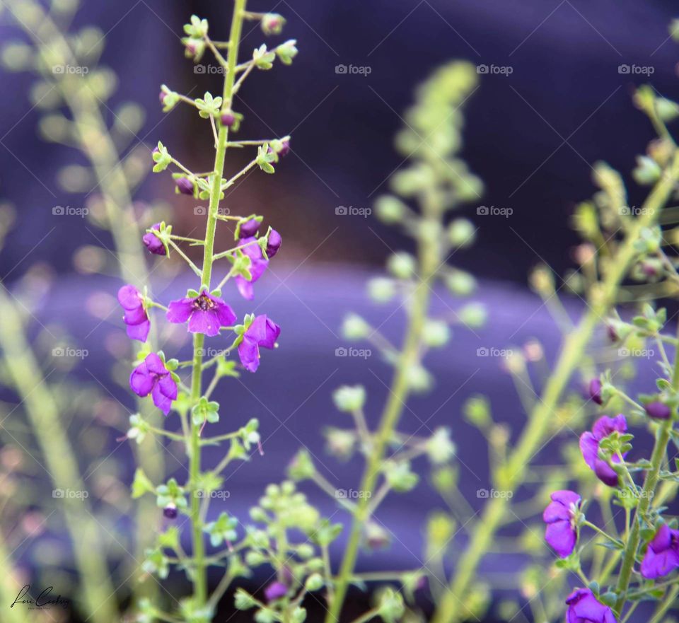 Petite Purple Flowers