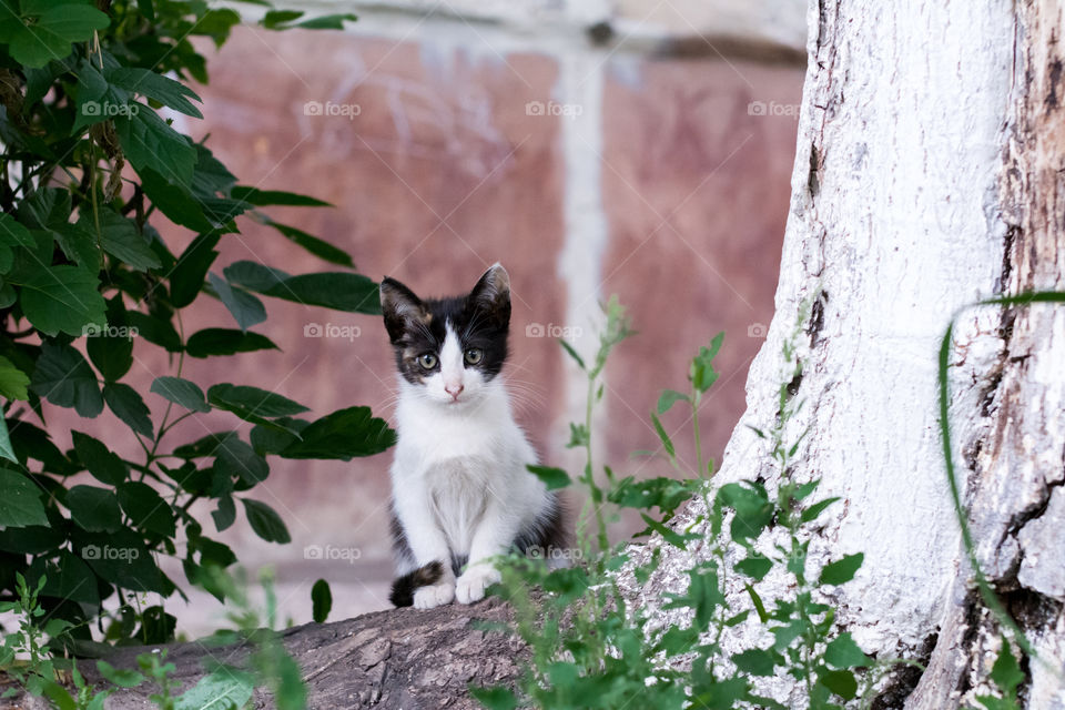 Kitten in the woods.