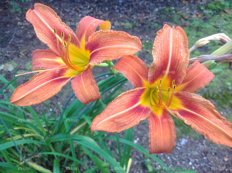 Orange tigerlillys.