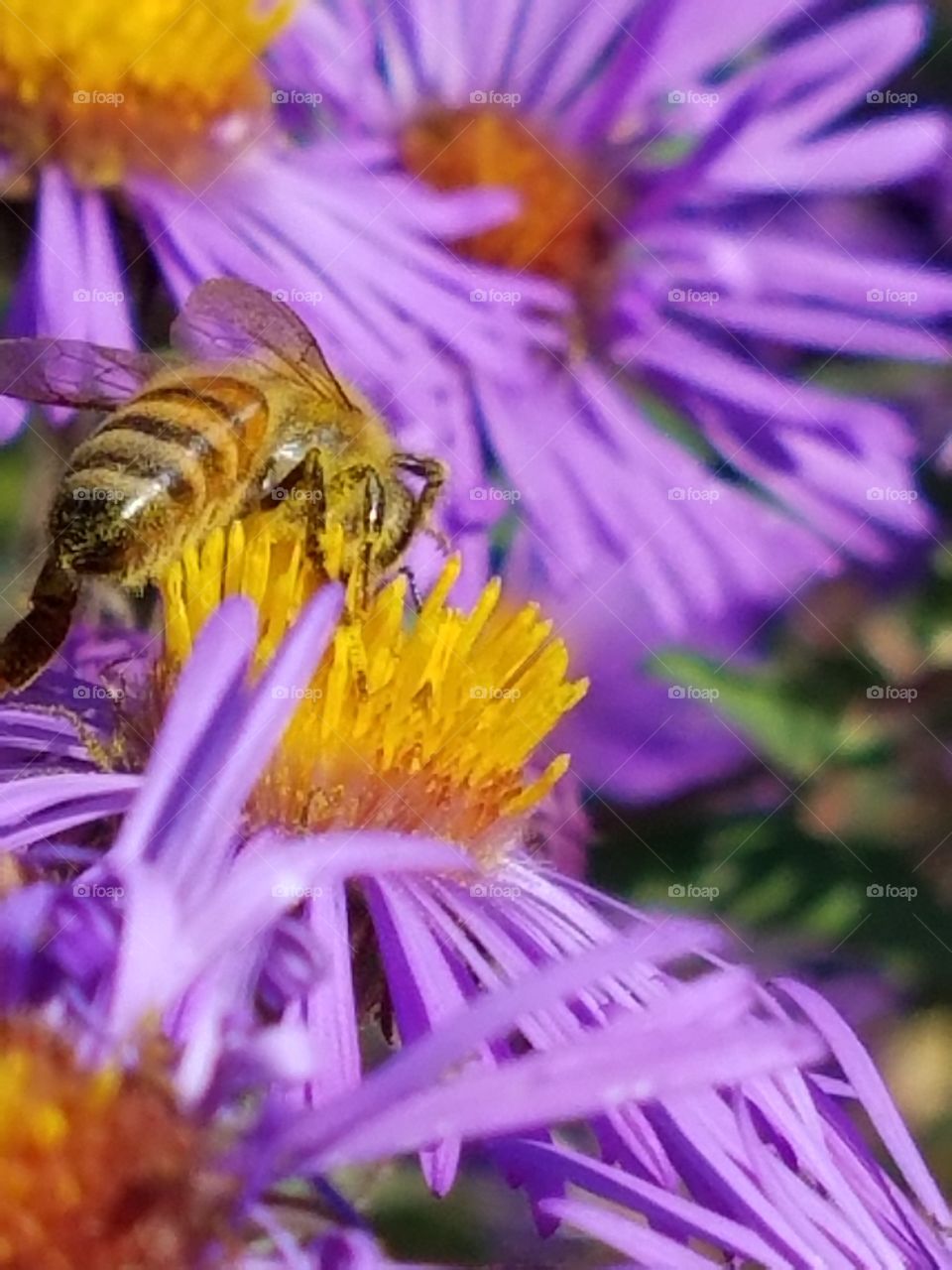 Bee