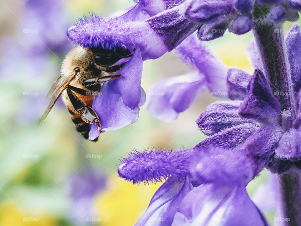 Honeybee pollinating a purple mystic spires