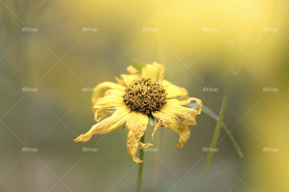 Closeup of one beautiful yellow faded summer flower in the garden in late autumn 