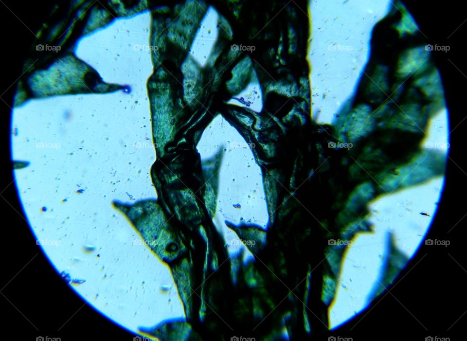Microscopic Seaweed