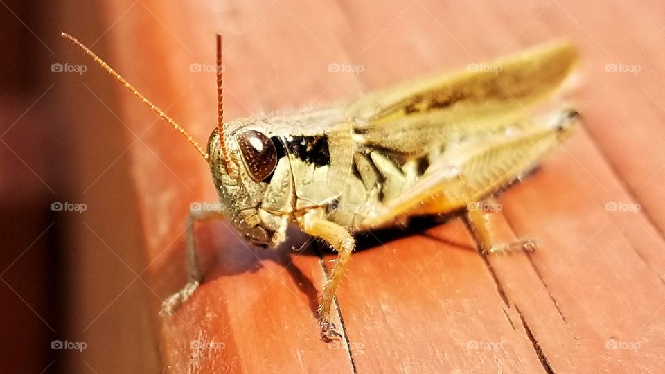 Grasshopper side pose