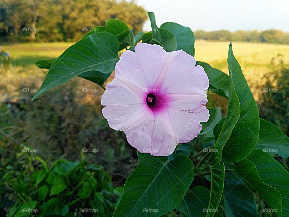 Indian flower