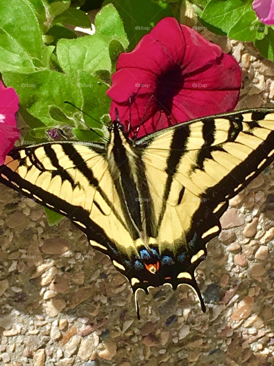 Beautiful colorful monarch butterfly. Beautiful wings! 