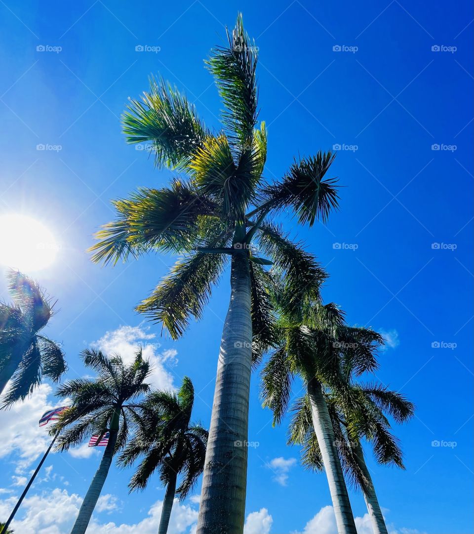 Palm trees