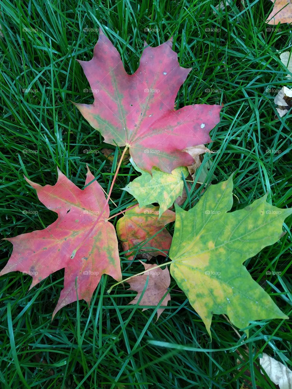 Colorful maple leaves.
