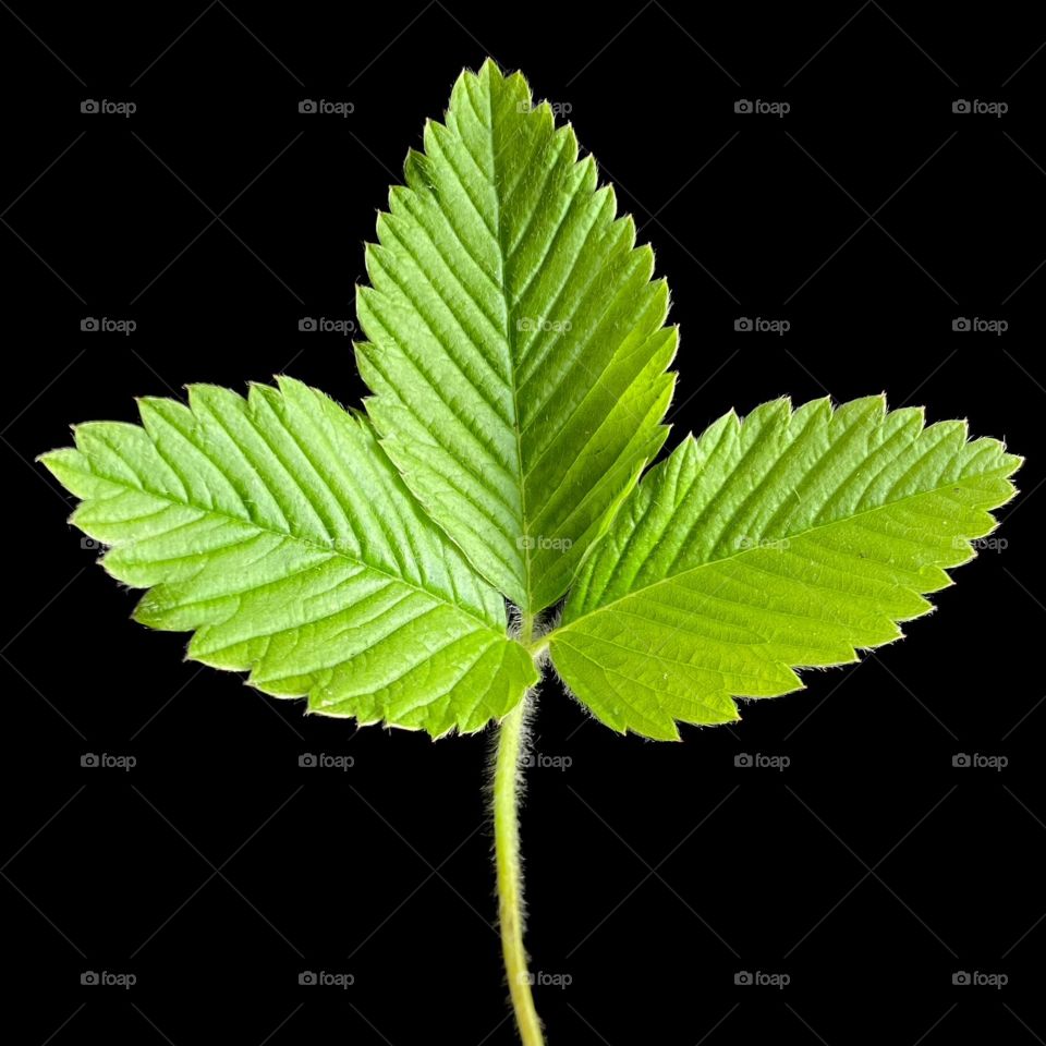 Beautiful plant in black background 