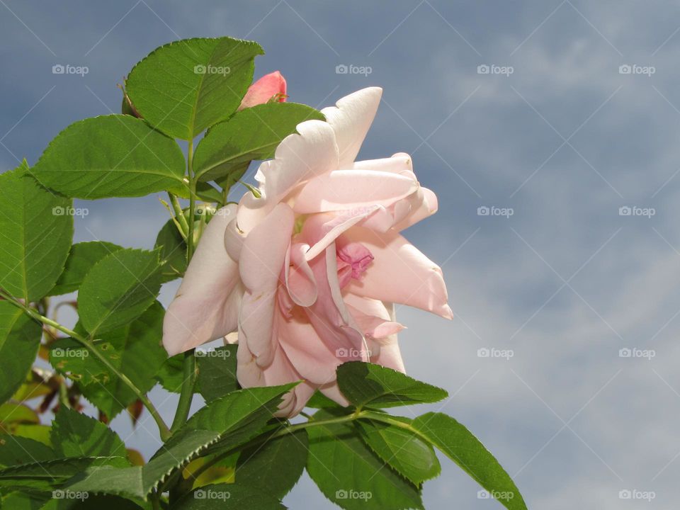 Rose against the blue sky