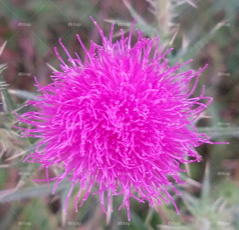 pinkish purple weed