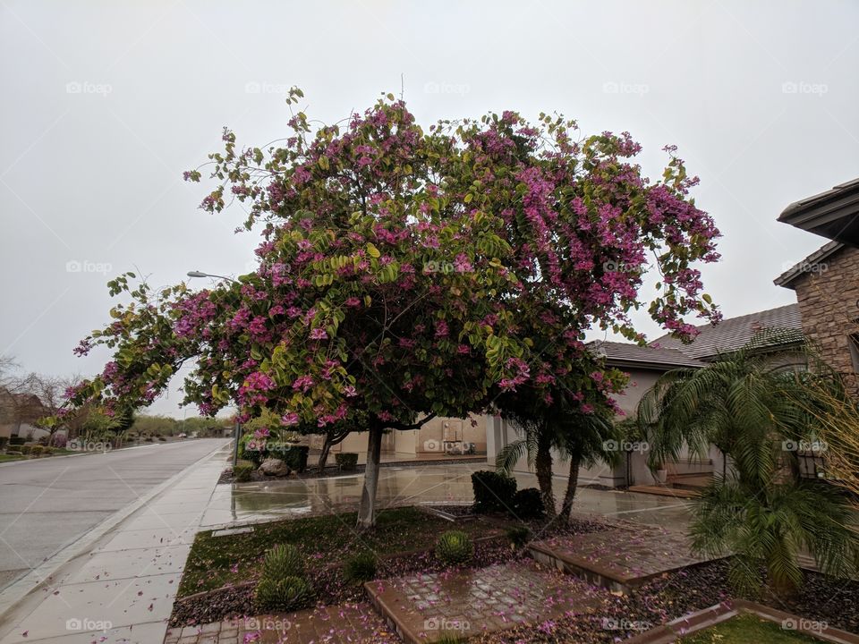 pink tree in rainy day
