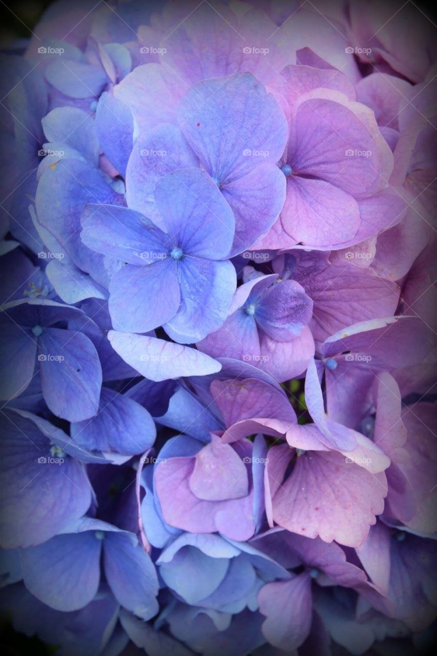 Perfectly purplish hydrangea 