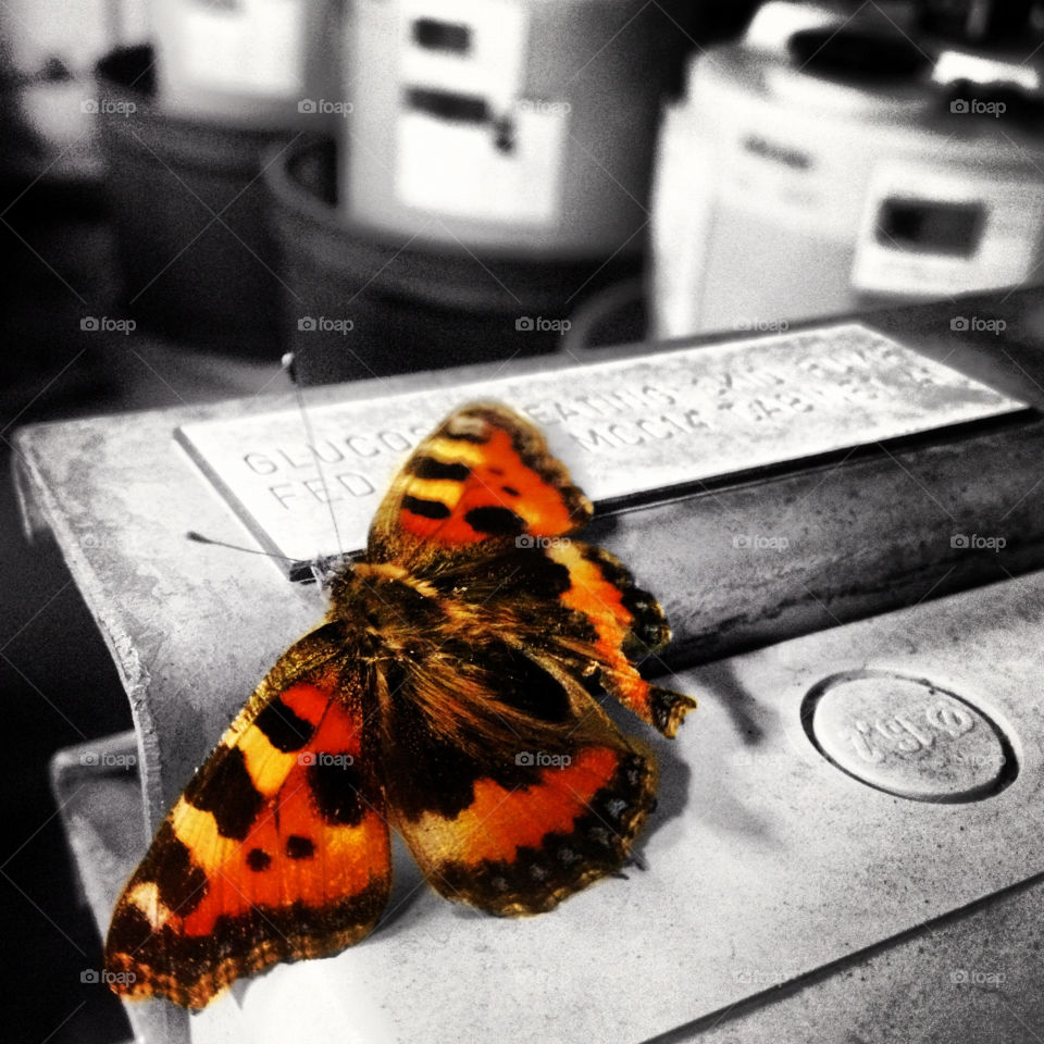 A Red Admiral butterfly taking a rest.