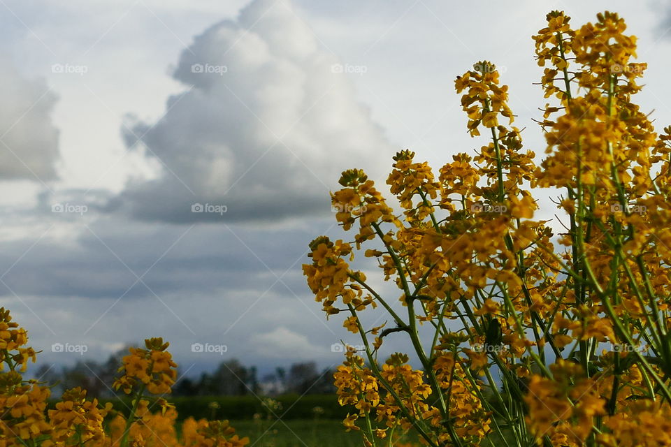 rapeseeds flowers