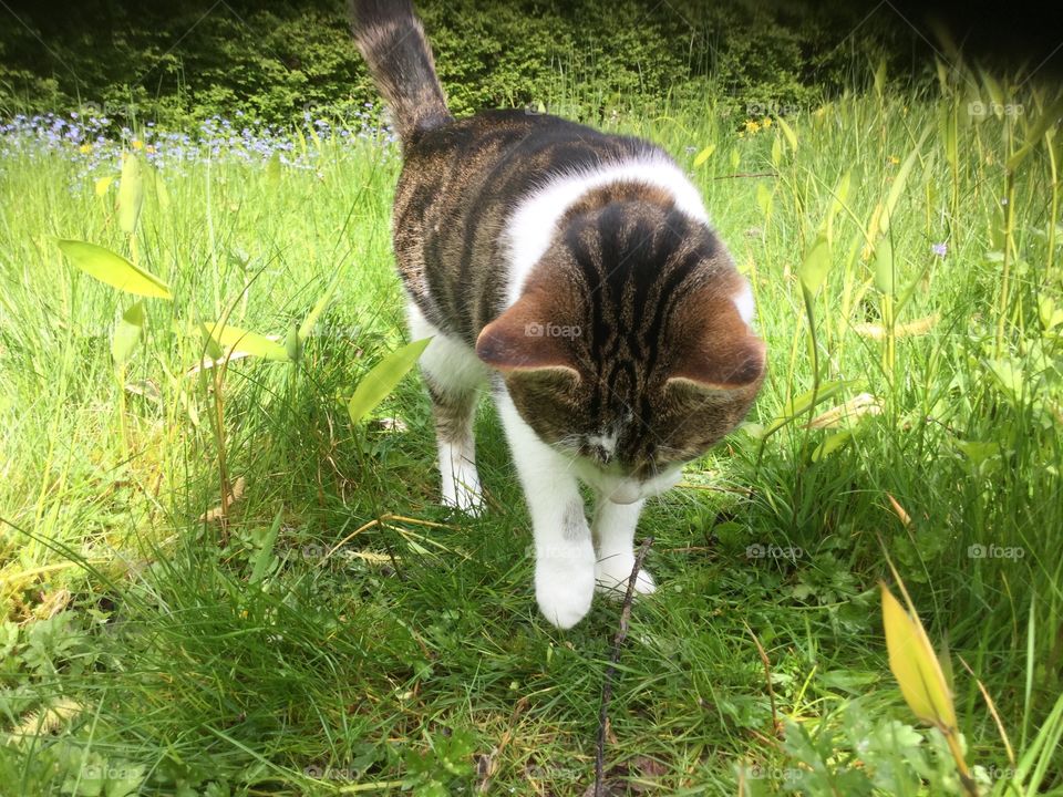 Cat. Cat in garden