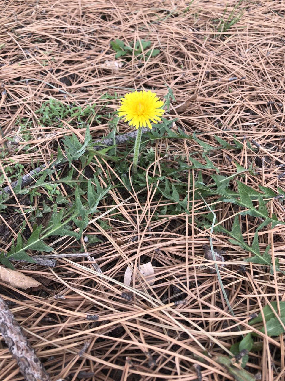 Common Dandilion. First sign of spring in the Midwest 