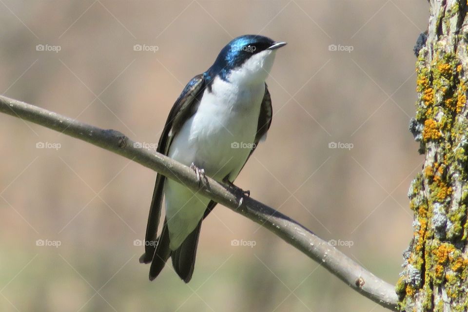 Tree Swallow