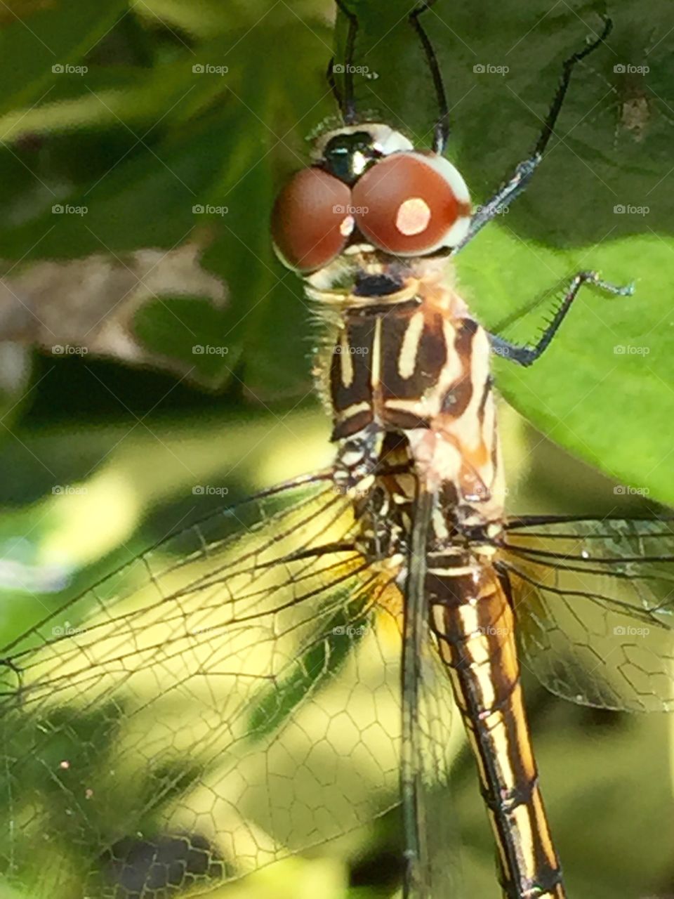 This was taken with I phone 6 plus macro lens, showing a dragon fly up close
