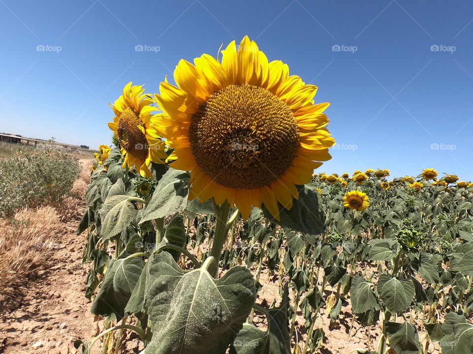 nice sunflower