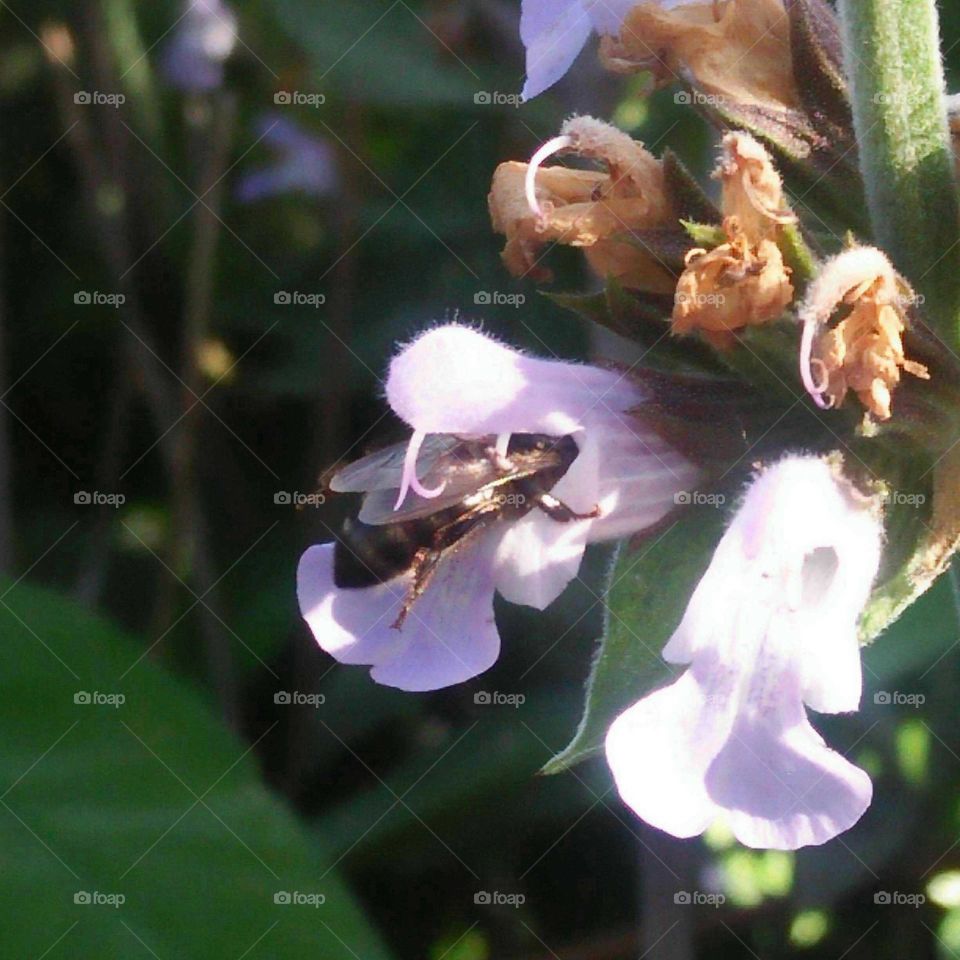 A beautiful bee on flowers.