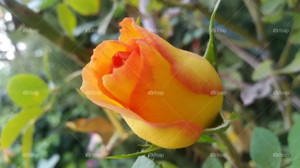 rose