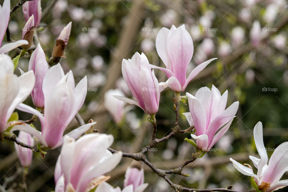 Magnolia