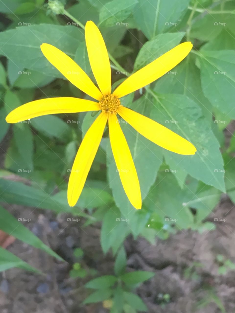 Single little yellow flower