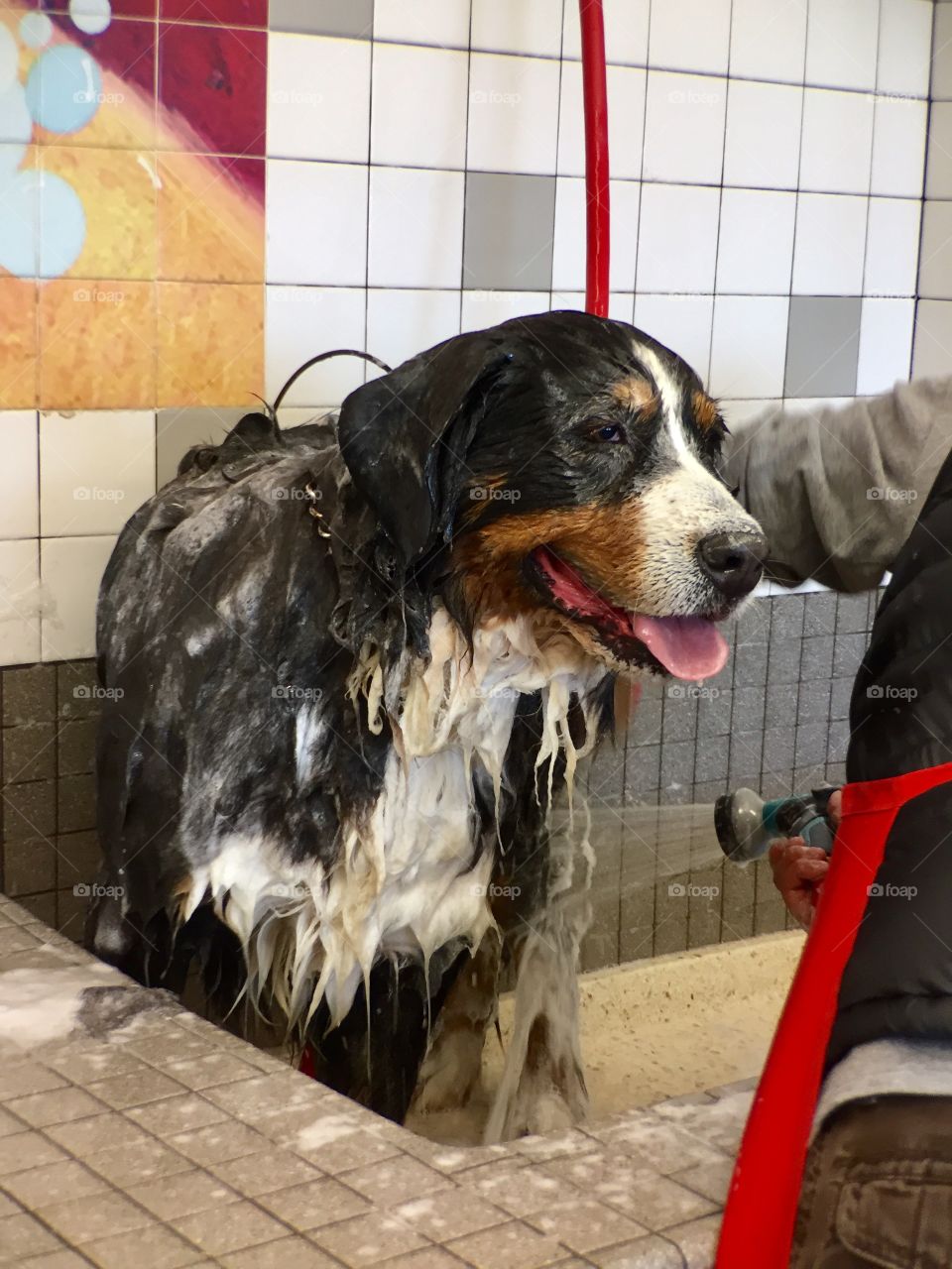 Washing Dog