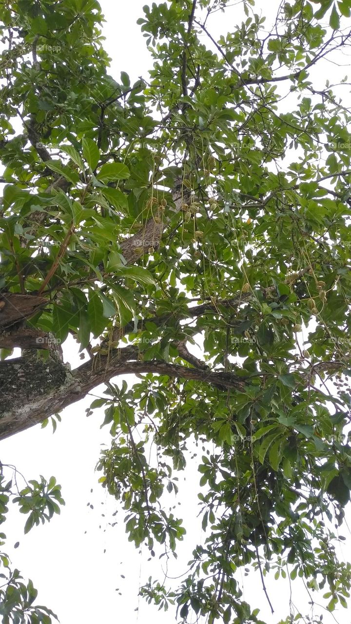 Branch and leaf of wild tree