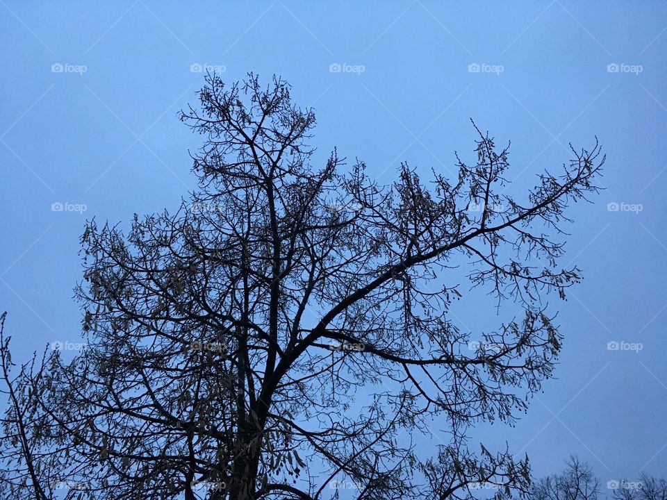 Tree in the night on a rainy day