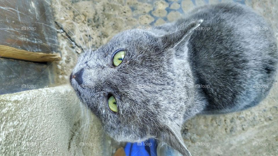 Gray cat