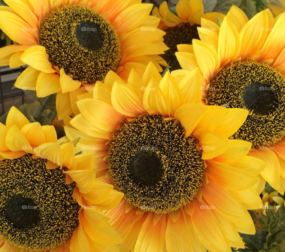 Close-up of sunflower