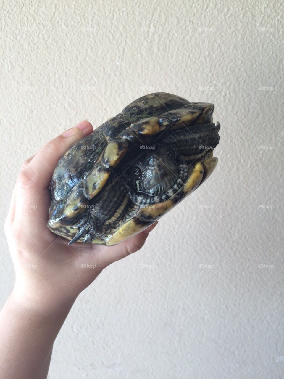 Turtle . RIP little Michelangelo 