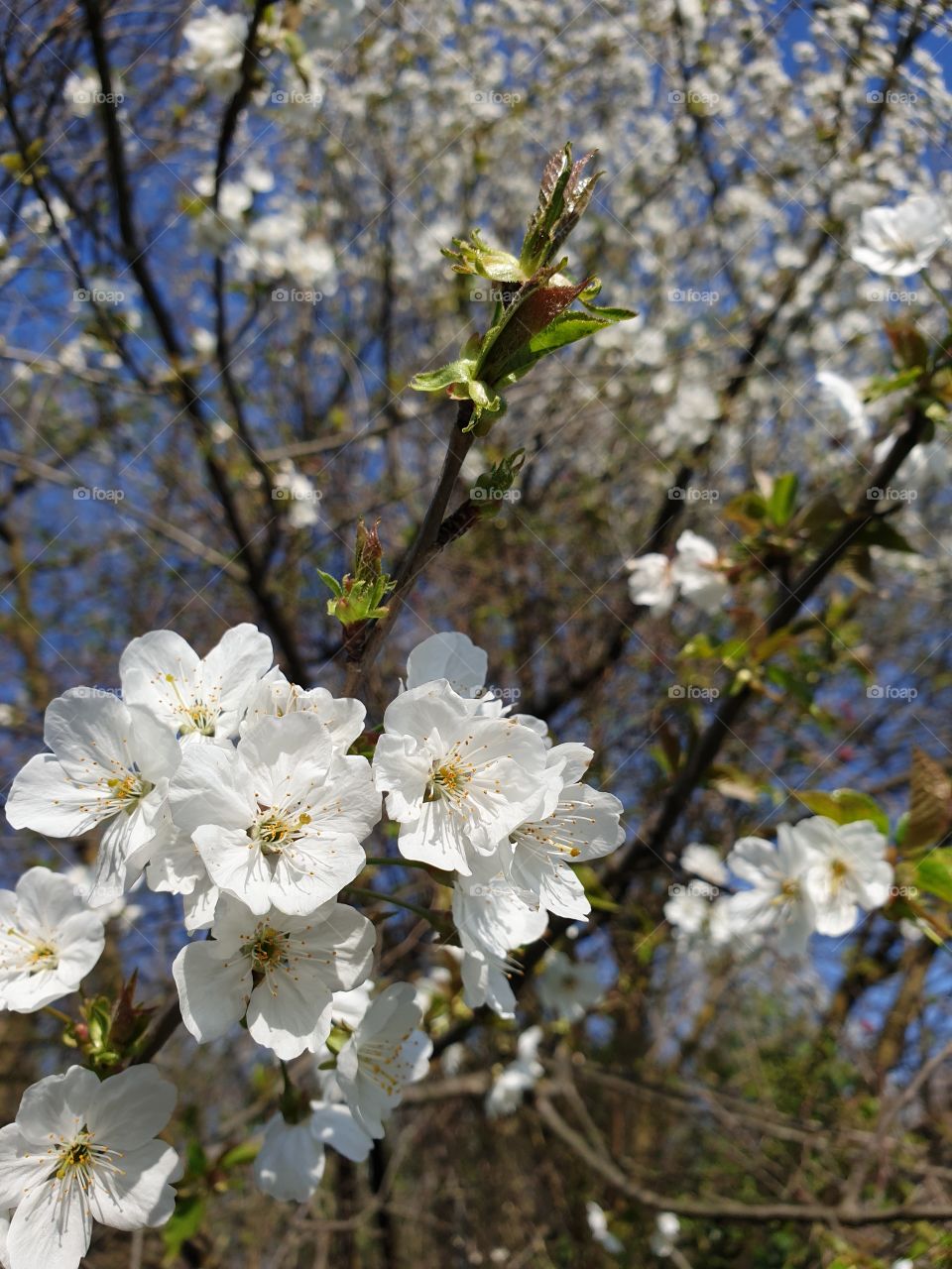 Spring time and white flowers
