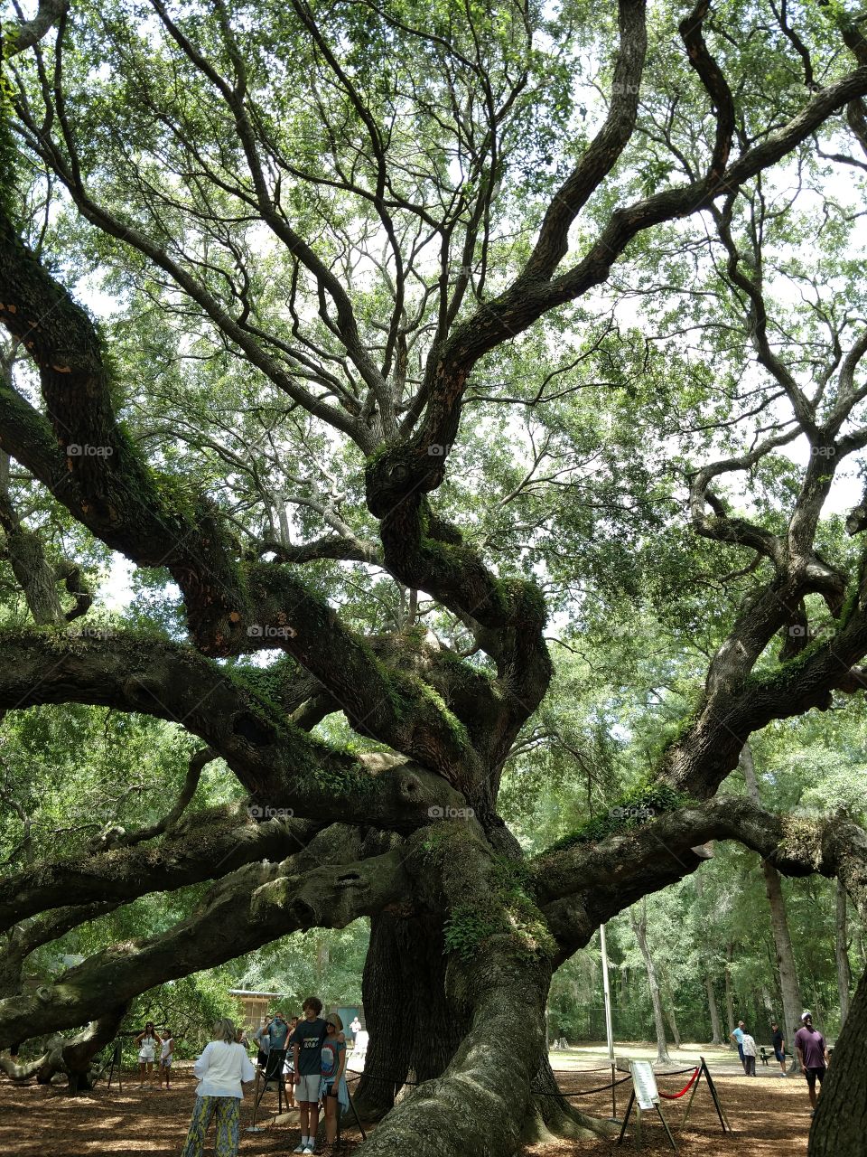 Angel Oak