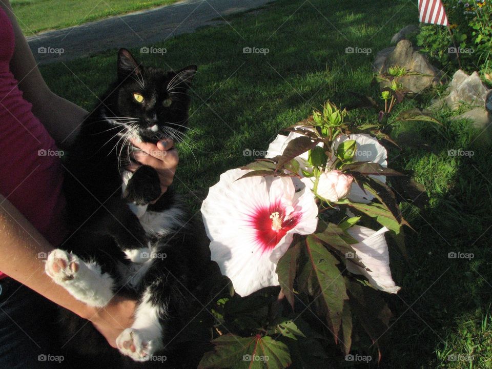 Hibiscus as big as Bubba the cat!