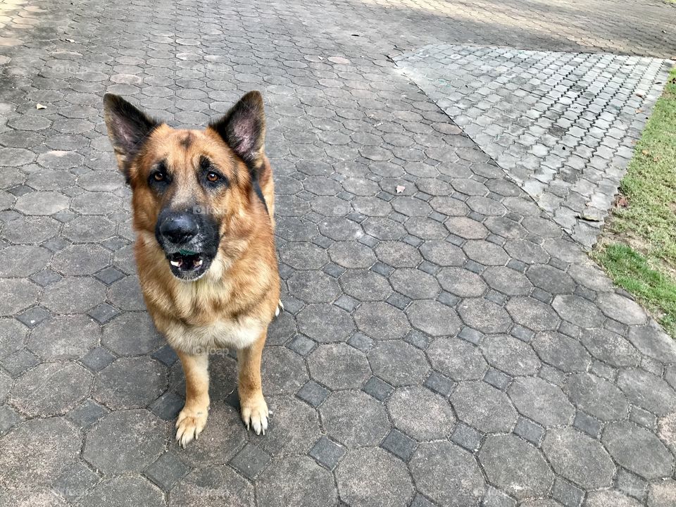 German Shepherd face when I say let’s play the ball