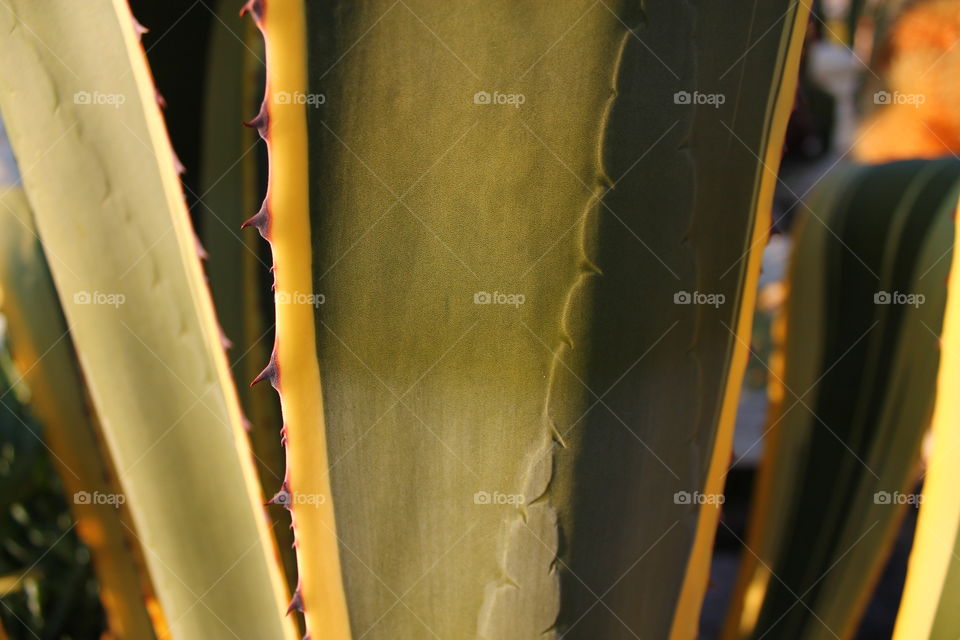 Close up of a big aloe vera plant outdoors in sunlight