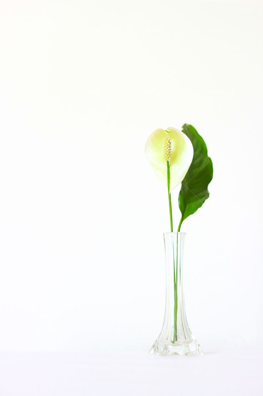 Minimalist - a flower in glass vase