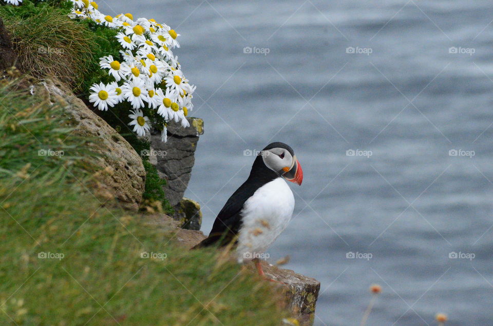 Puffin