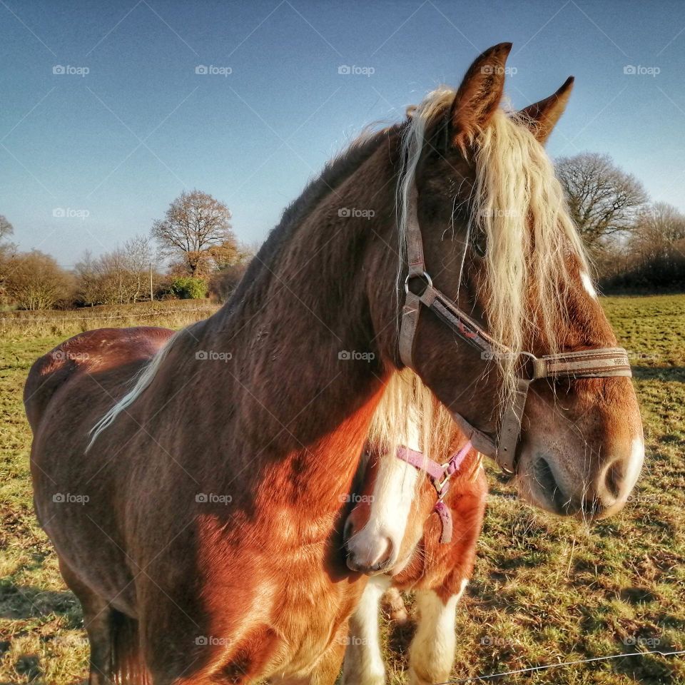 A mare and its foal in a meadow / Autumn