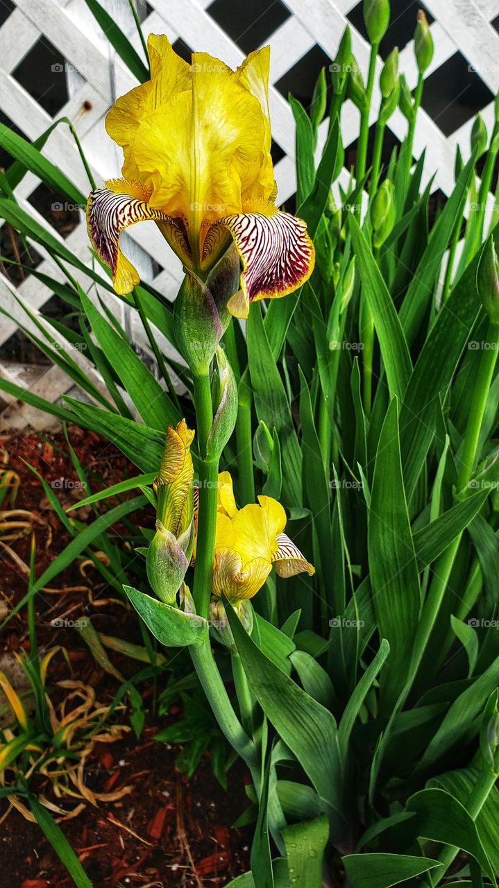 yellow flowers of spring