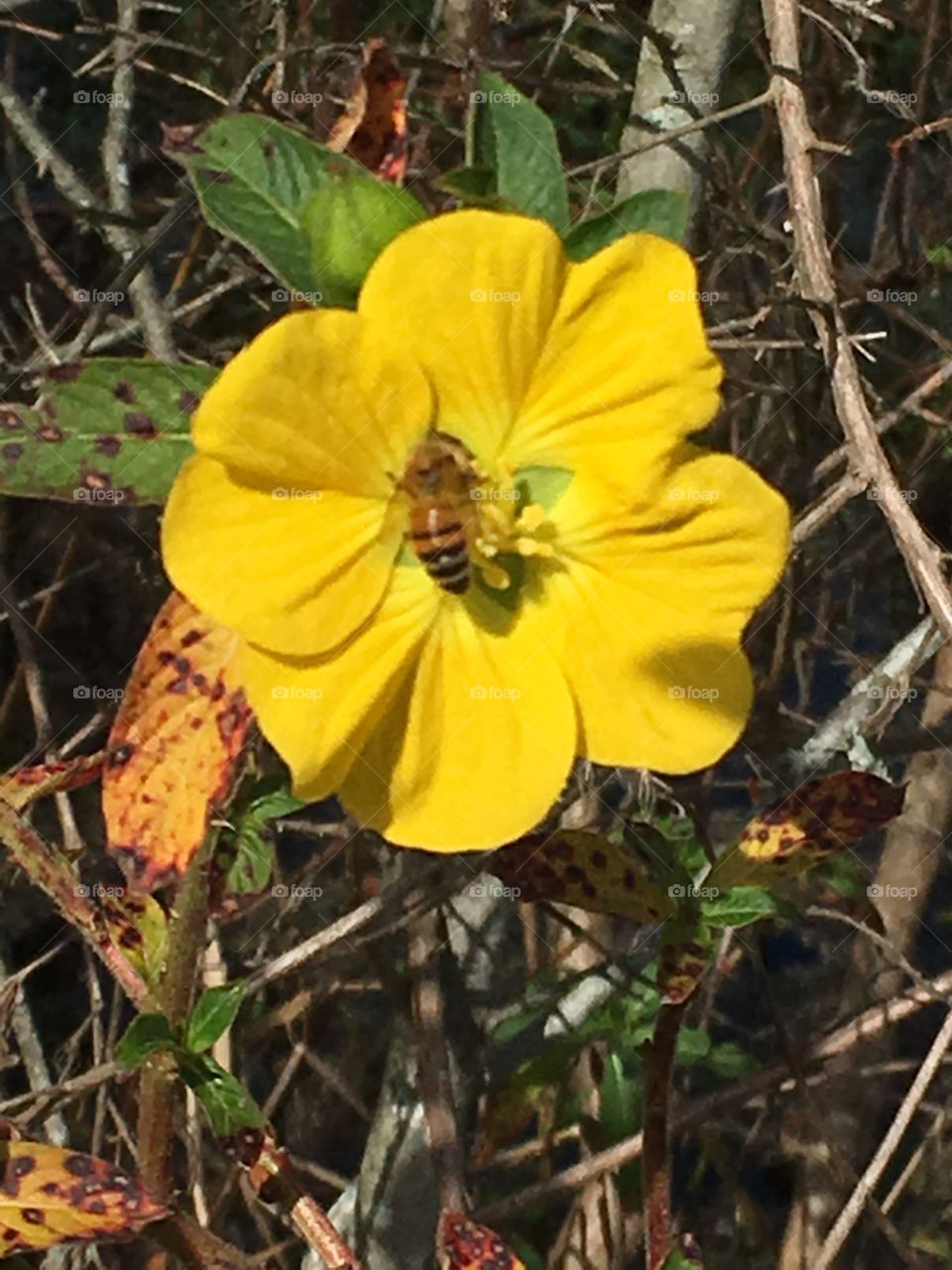 Flower and bee