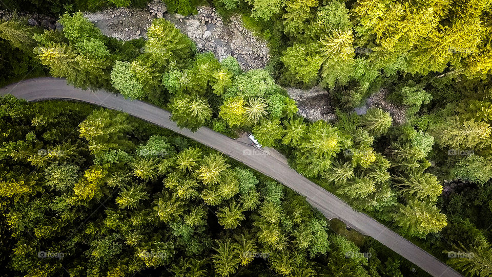 forest and road